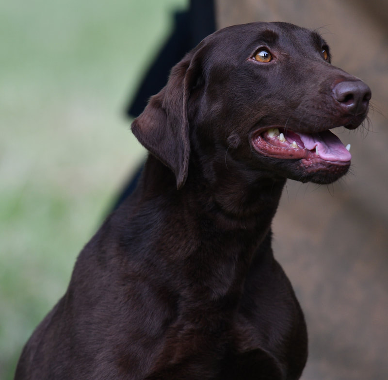 Marsh sales mutt labs