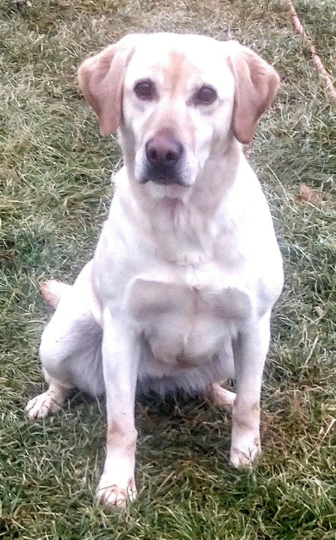 Marsh clearance mutt labs