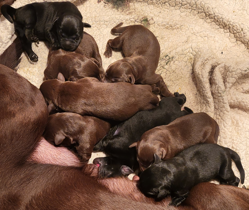 Marsh mutt labs clearance