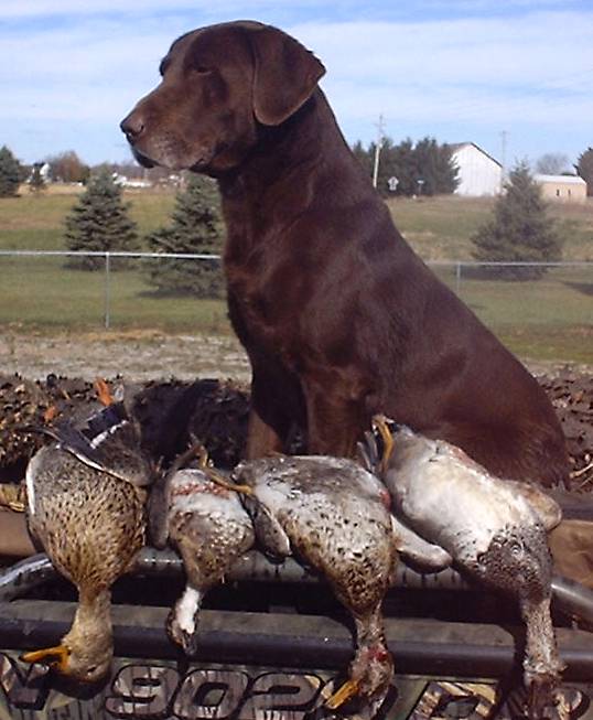 Marsh sales mutt labs