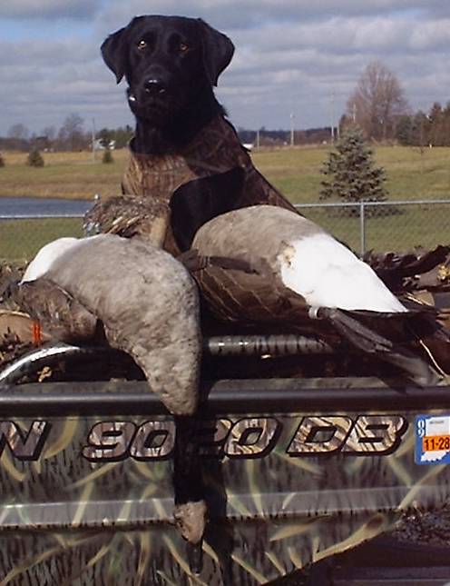 Marsh mutt shop manor labs
