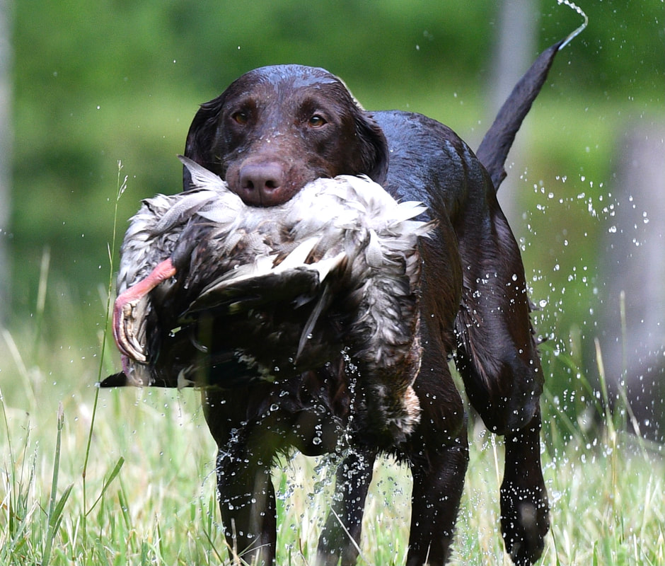 Marsh mutt shop labs