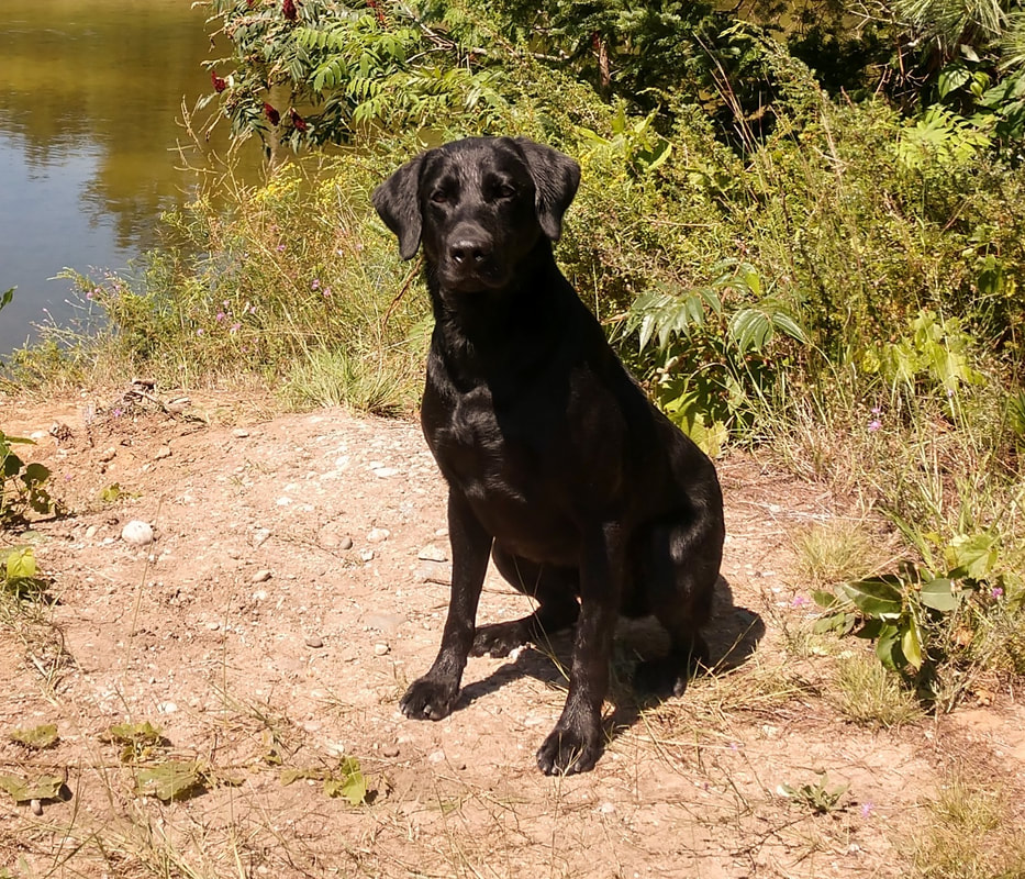 Marsh mutt shop manor labs