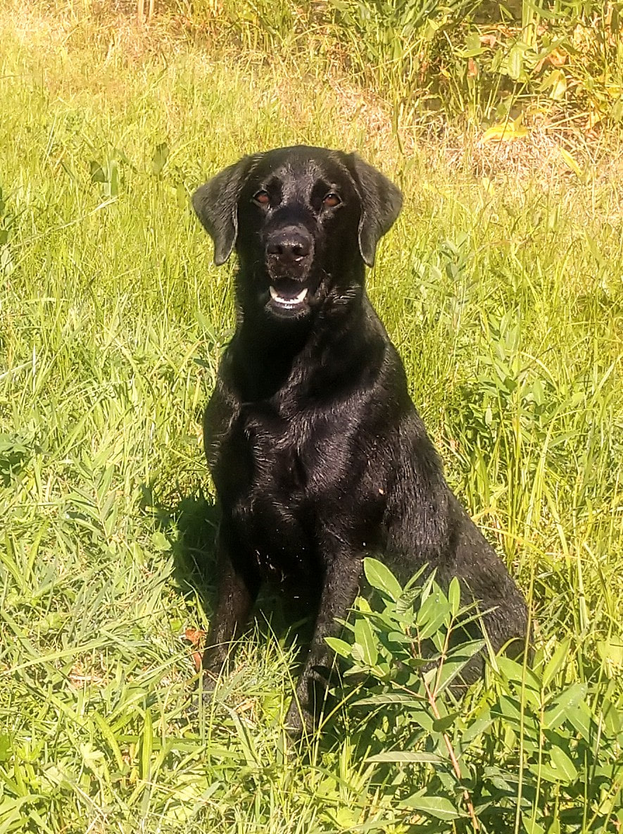 Marsh mutt 2025 manor labs