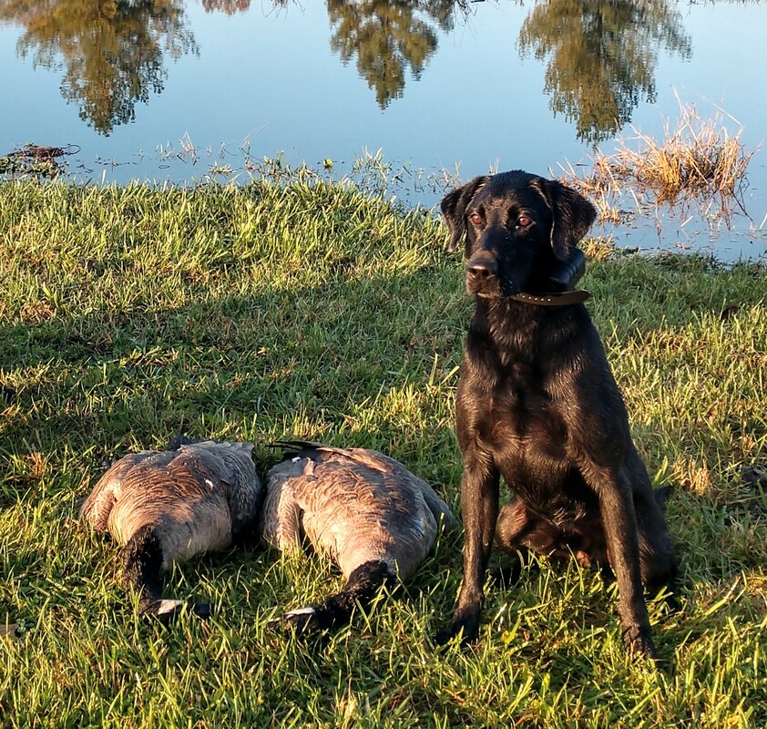 Marsh top mutt labs