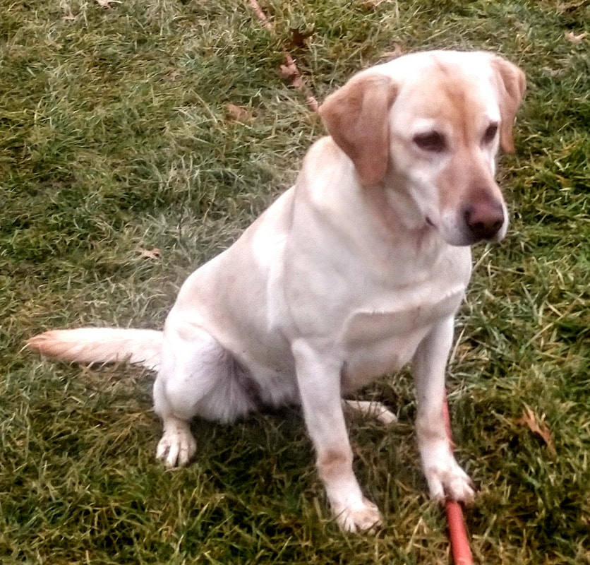 Marsh mutt labs cheap