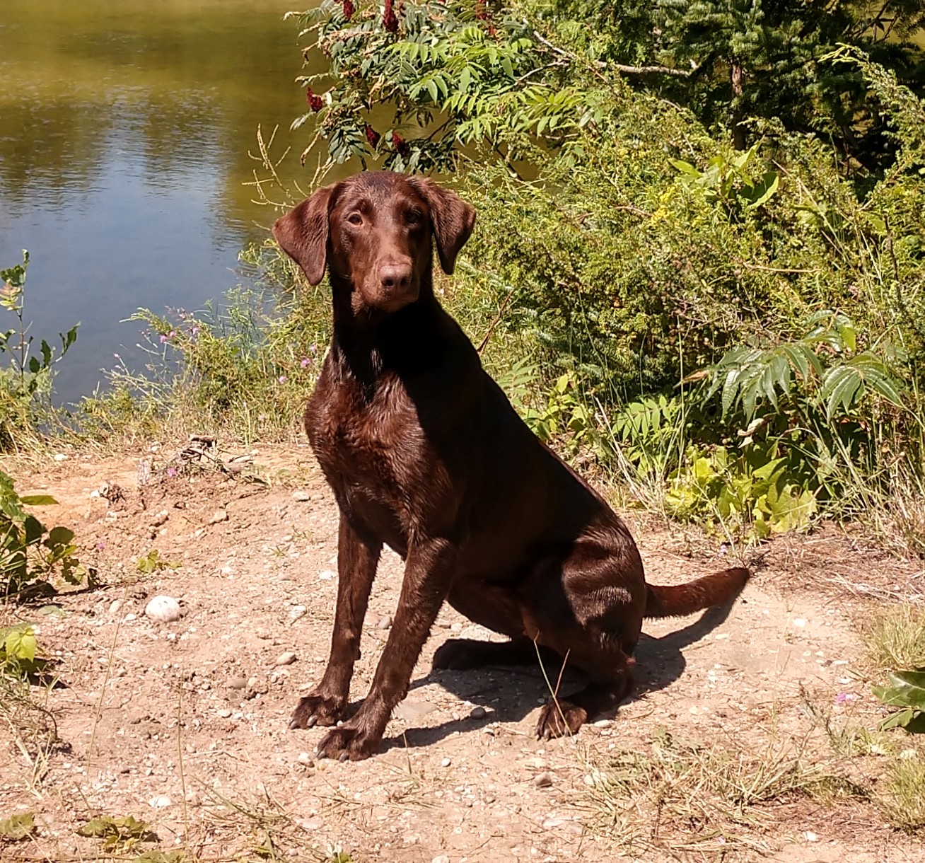 Brown Lab Getting Out Of Water All Wet From A Hunt