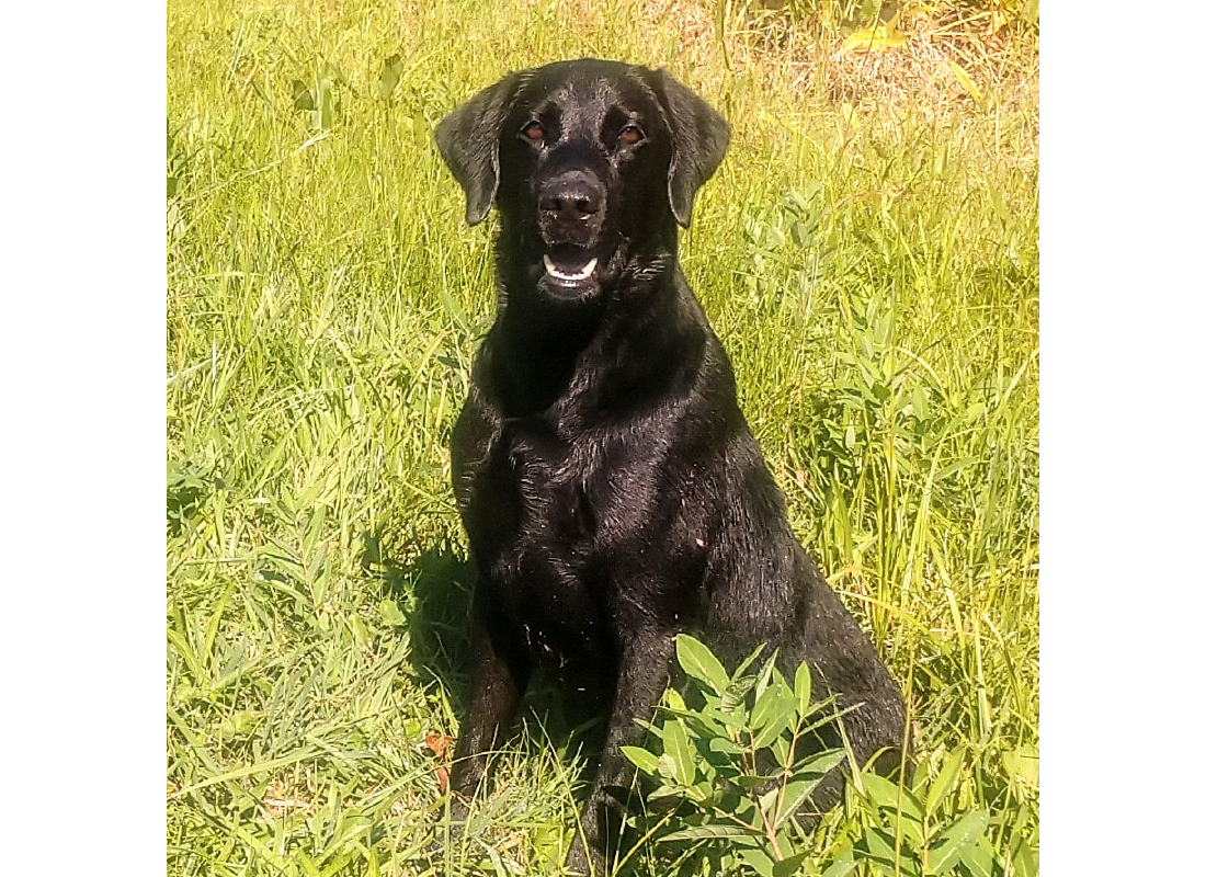 Pete, stud dog at Marsh-Mutt Manor, mouth open sitting in grass for gallery
