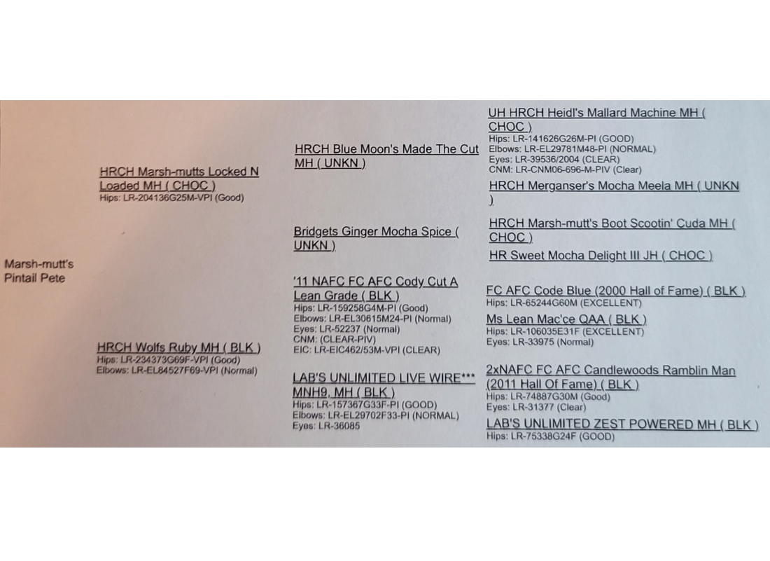 Pintail Pete information sheet