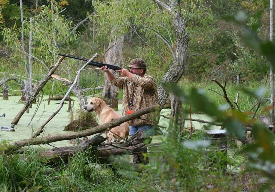 labrador training with partner in pond