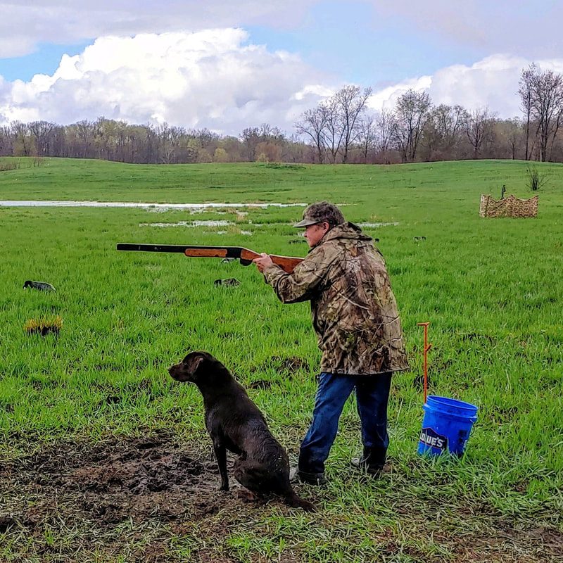 Black lab hunting training