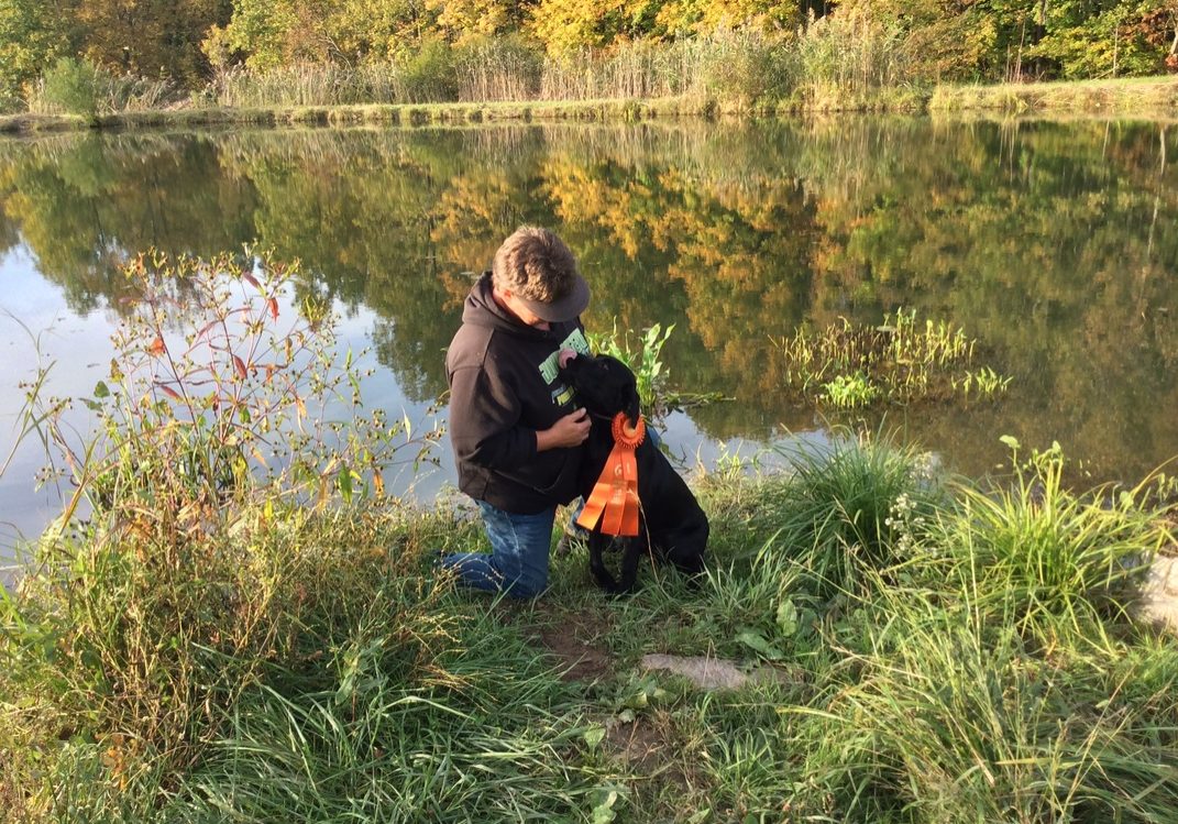 Labrador by pond with award winning ribbon on neck for hunting and breeding