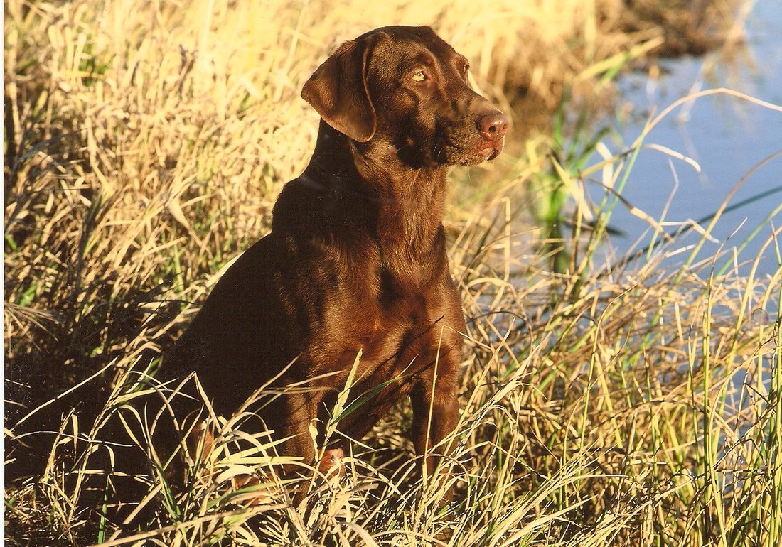 Warm sun on chocolate labrador