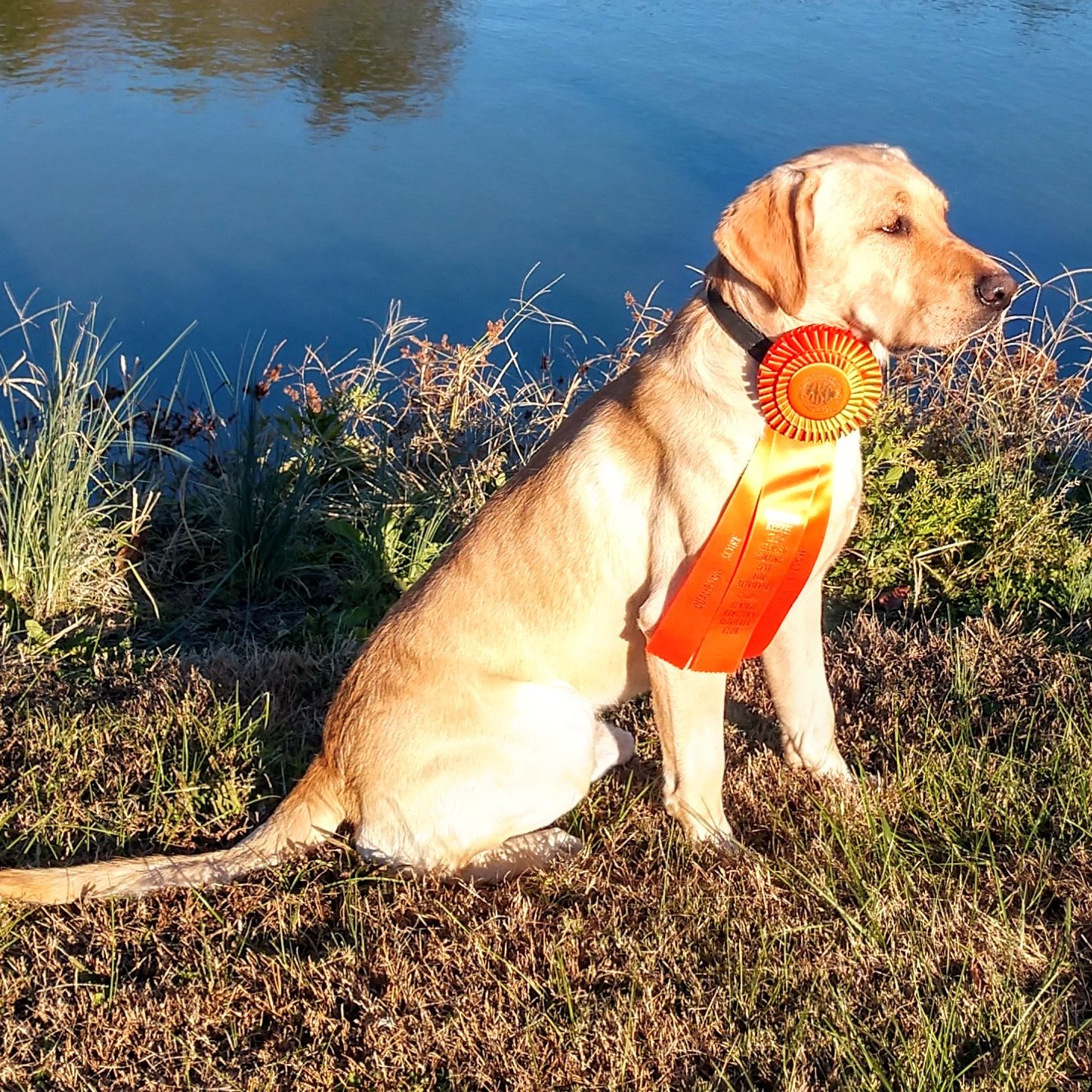 Award winning labrador at Marsh-Mutt's Manor