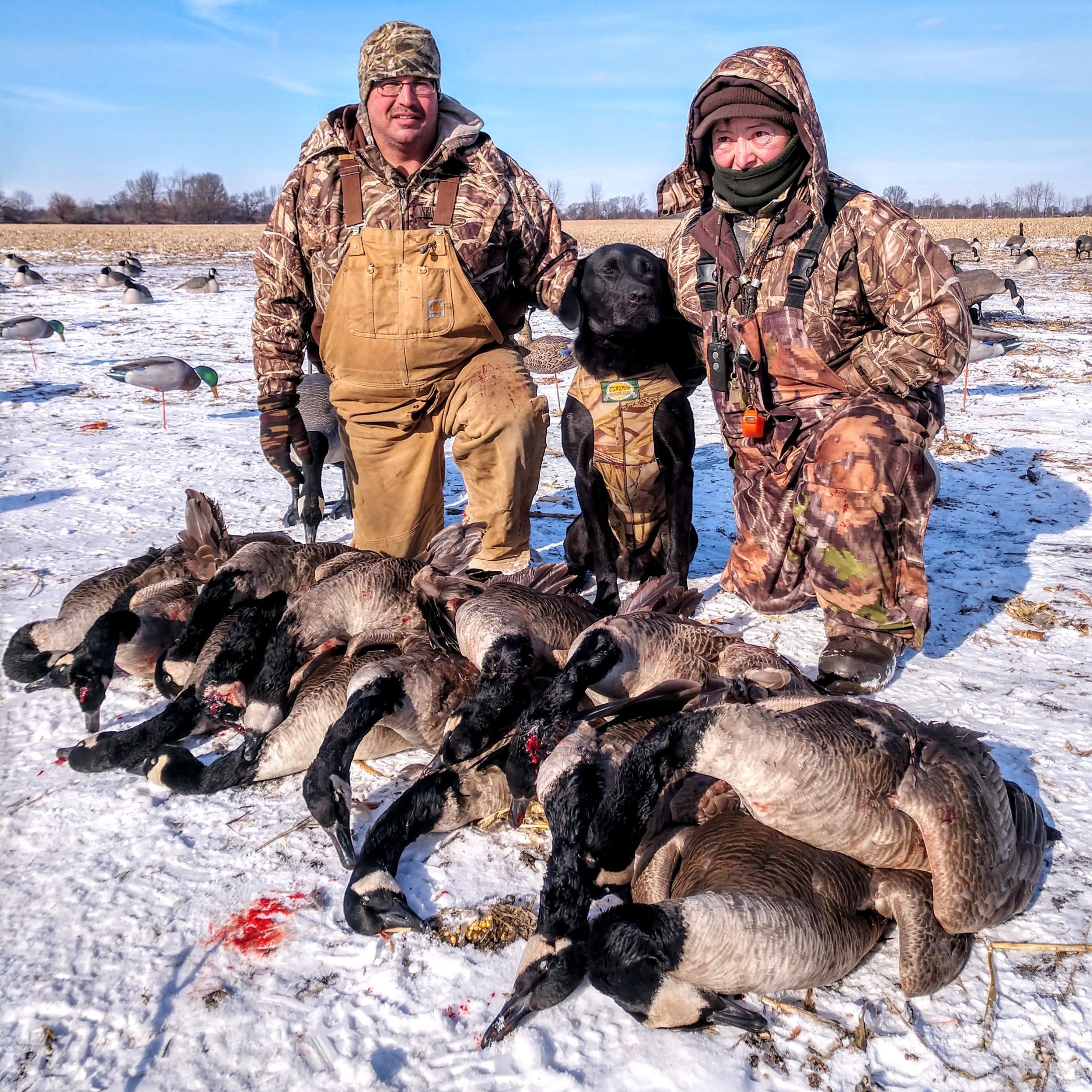 Successful hunt with labrador and geese