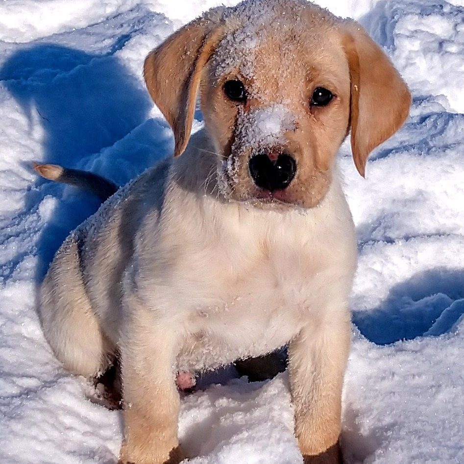 Labrador puppy in snow